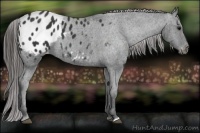 Horse Color:Black Appaloosa 