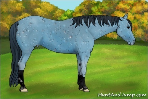 Horse Color:ERROR: UNKNOWN ANOMALY