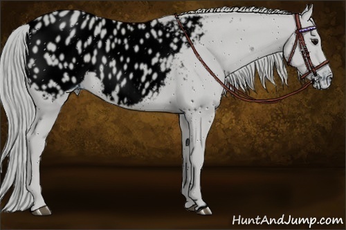 Horse Color:ERROR: UNKNOWN ANOMALY