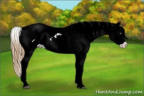 Horse Color:Red Dun Pearl Blanket Brindle