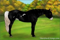 Horse Color:Red Dun Pearl Appaloosa  Brindle