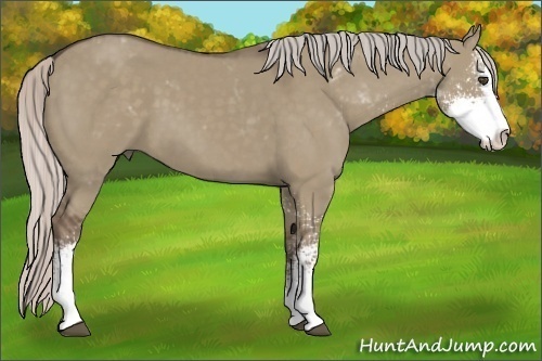 Horse Color:Silver Grullo Sabino 