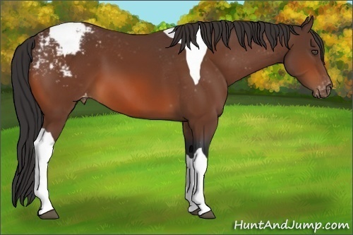 Horse Color:Bay Tobiano Appaloosa