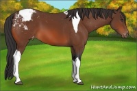Horse Color:Bay Tobiano Varnish