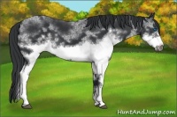 Horse Color:White Spotted Black Frame Rabicano 