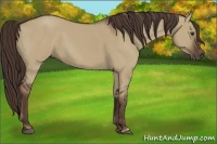 Horse Color:Liver Red Dun Frame 
