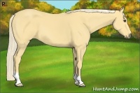 Horse Color:Palomino