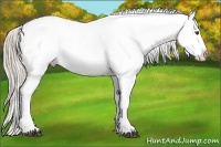 Horse Color:Palomino Dun Blanket 