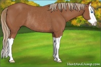 Horse Color:Chestnut Splash Rabicano 