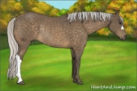 Horse Color:Silver Buckskin Rabicano 