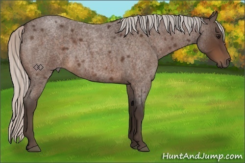 Horse Color:Silver Bay Roan 