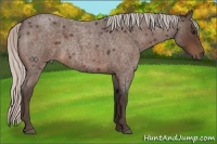 Horse Color:Silver Bay Roan
