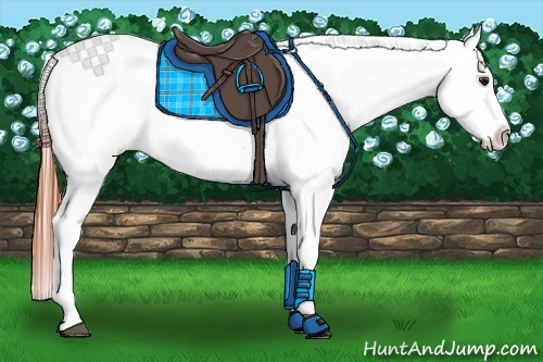 Horse Color:Bay Roan Dun Splash Appaloosa Rabicano 