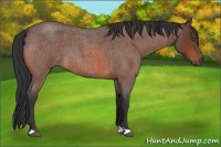 Horse Color:Bay Roan 