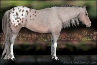 Horse Color:Brown Roan Varnish