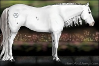 Horse Color:Blue Roan Appaloosa