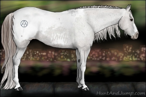 Horse Color:Grullo Appaloosa