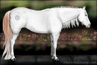 Horse Color:Amber Champagne Roan Dun Appaloosa