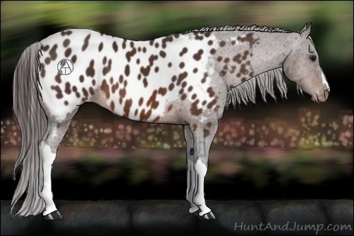Horse Color:Brown Near Leopard 