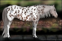 Horse Color:Brown Near Leopard