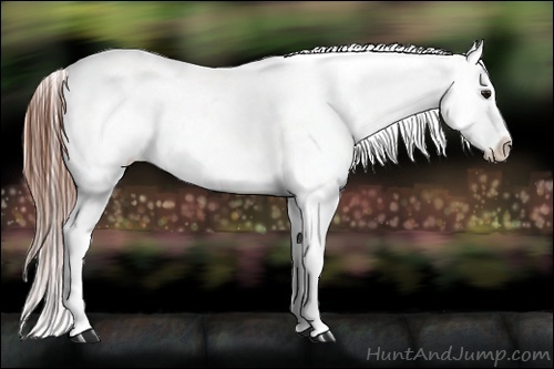 Horse Color:Bay Roan Appaloosa 
