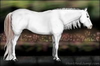 Horse Color:Bay Roan Appaloosa 