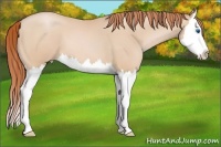 Horse Color:Buckskin Pearl Splash 