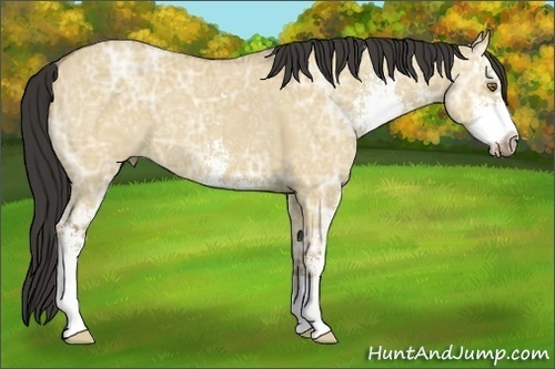 Horse Color:Buckskin Ice Dun Sabino 