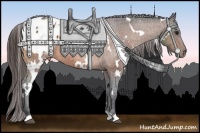Horse Color:White Spotted Bay Appaloosa 