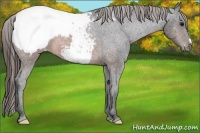 Horse Color:Brown Appaloosa 