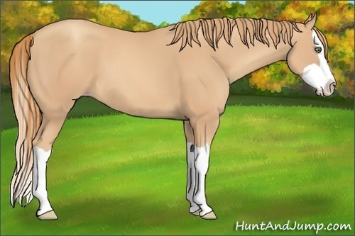 Horse Color:Gold Champagne Splash