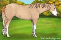 Horse Color:Gold Champagne Splash 