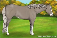 Horse Color:Silver Grullo Sabino 