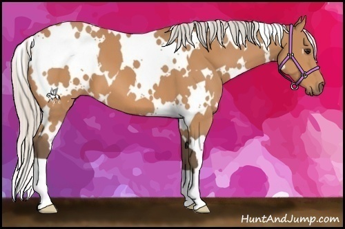 Horse Color:White Spotted Silver Bay 