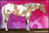 Horse Color:White Spotted Silver Bay 