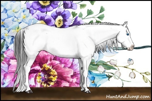 Horse Color:Black Sabino Splash 