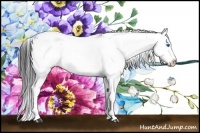 Horse Color:Black Sabino Splash 