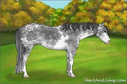 Horse Color:Smoky Black Ice Sabino 