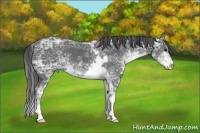Horse Color:Smoky Black Ice Sabino 