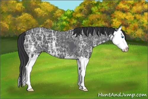 Horse Color:Black Ice Sabino Splash 