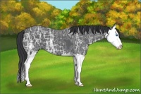 Horse Color:Black Ice Sabino Splash