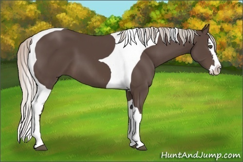 Horse Color:Silver Black Splash Tobiano 