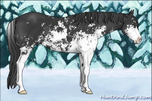 Horse Color:Black Sabino