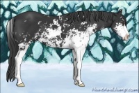 Horse Color:Black Sabino 