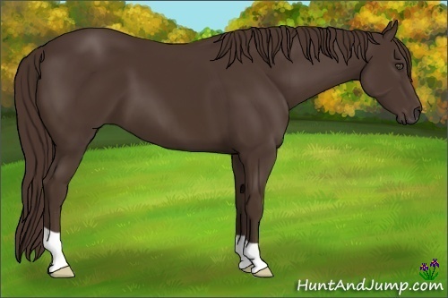 Horse Color:Liver Chestnut 