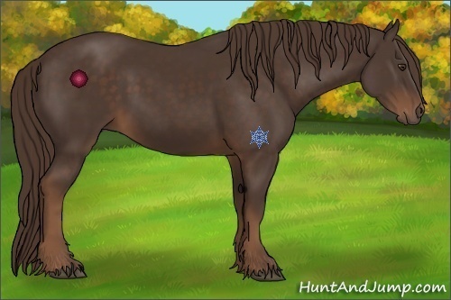 Horse Color:Liver Chestnut 