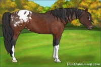 Horse Color:Brown Appaloosa 