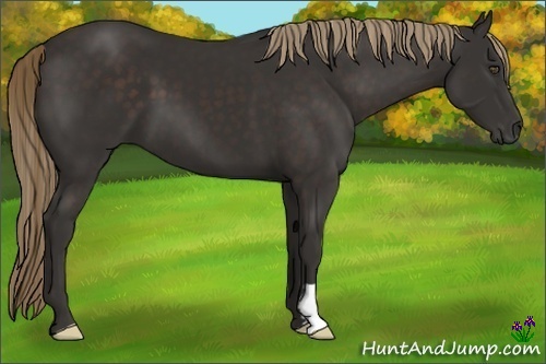 Horse Color:Liver Chestnut Frame 
