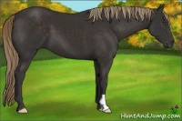 Horse Color:Liver Chestnut Frame 