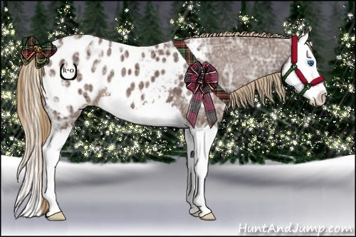 Horse Color:Liver Chestnut Ice Splash Appaloosa